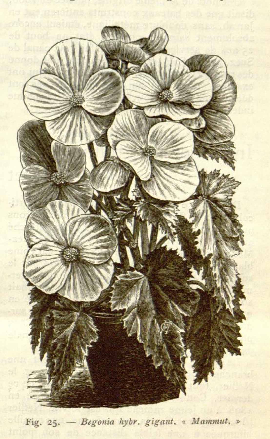 B. ‘Gigantea Mammut’